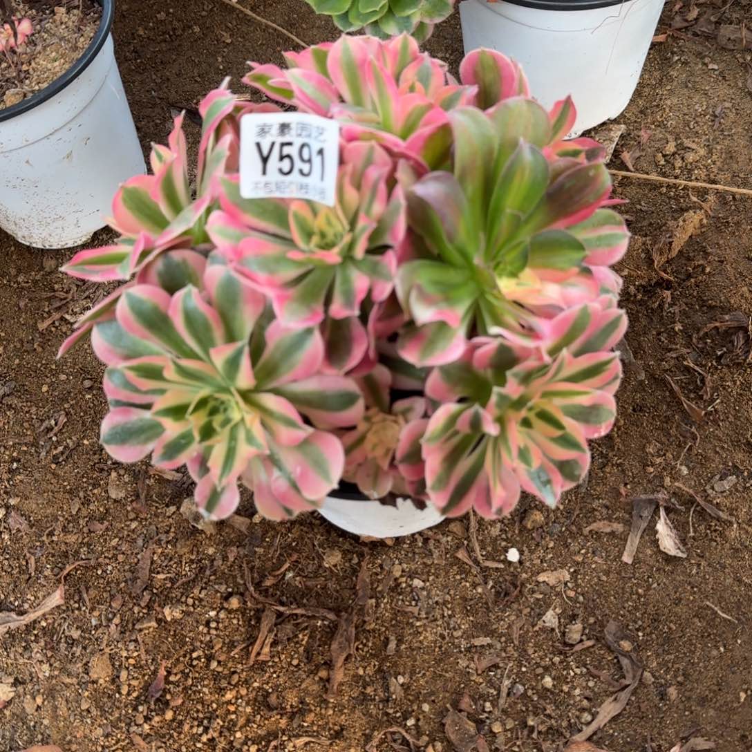 591粉女巫官服20左右2