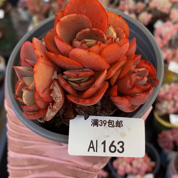 秀妍7cm163多肉植物