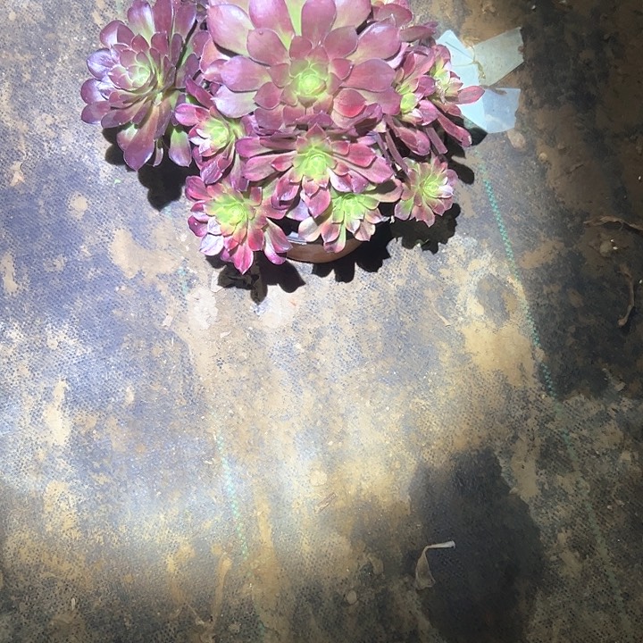 多肉法师植物链接76