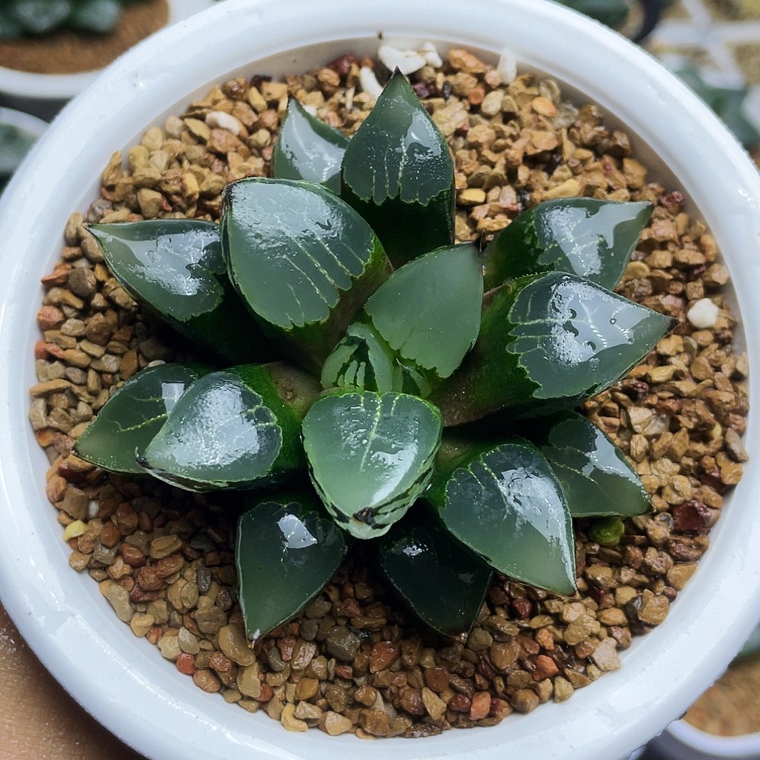 非组裹克初恋十二卷