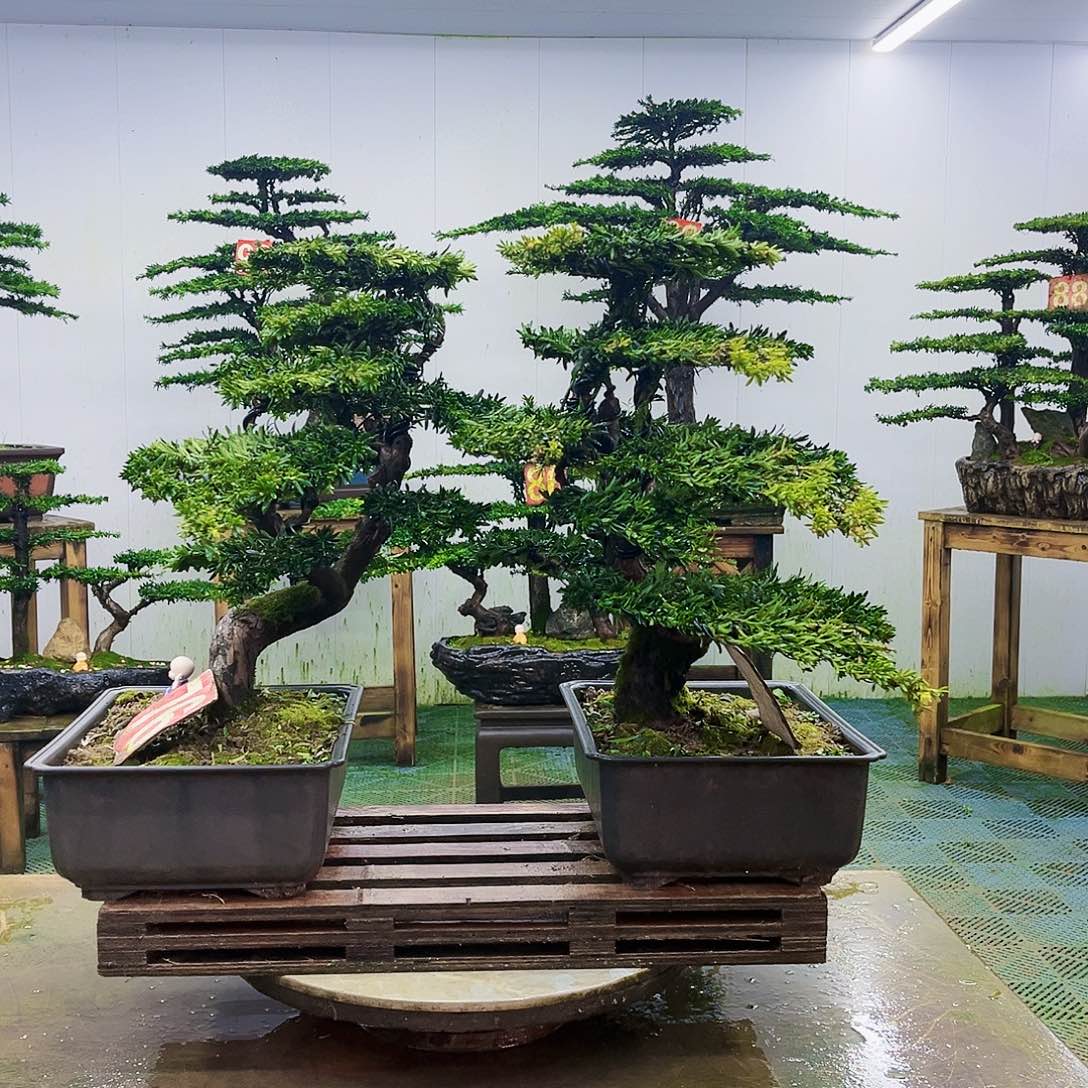 完全开放罗汉松盆景艺术