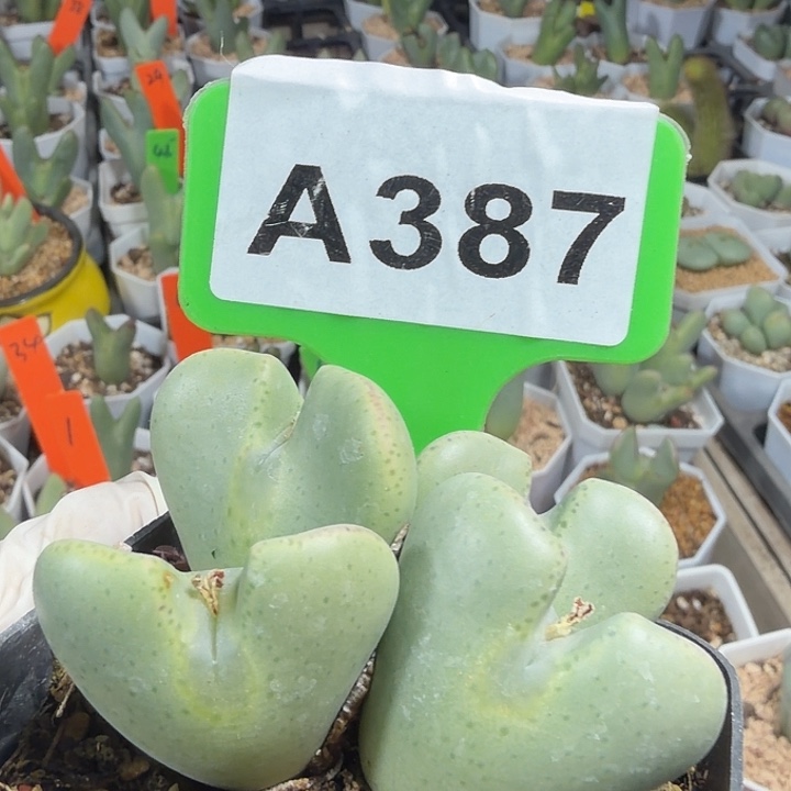 387mmmmmmmmmmmmm