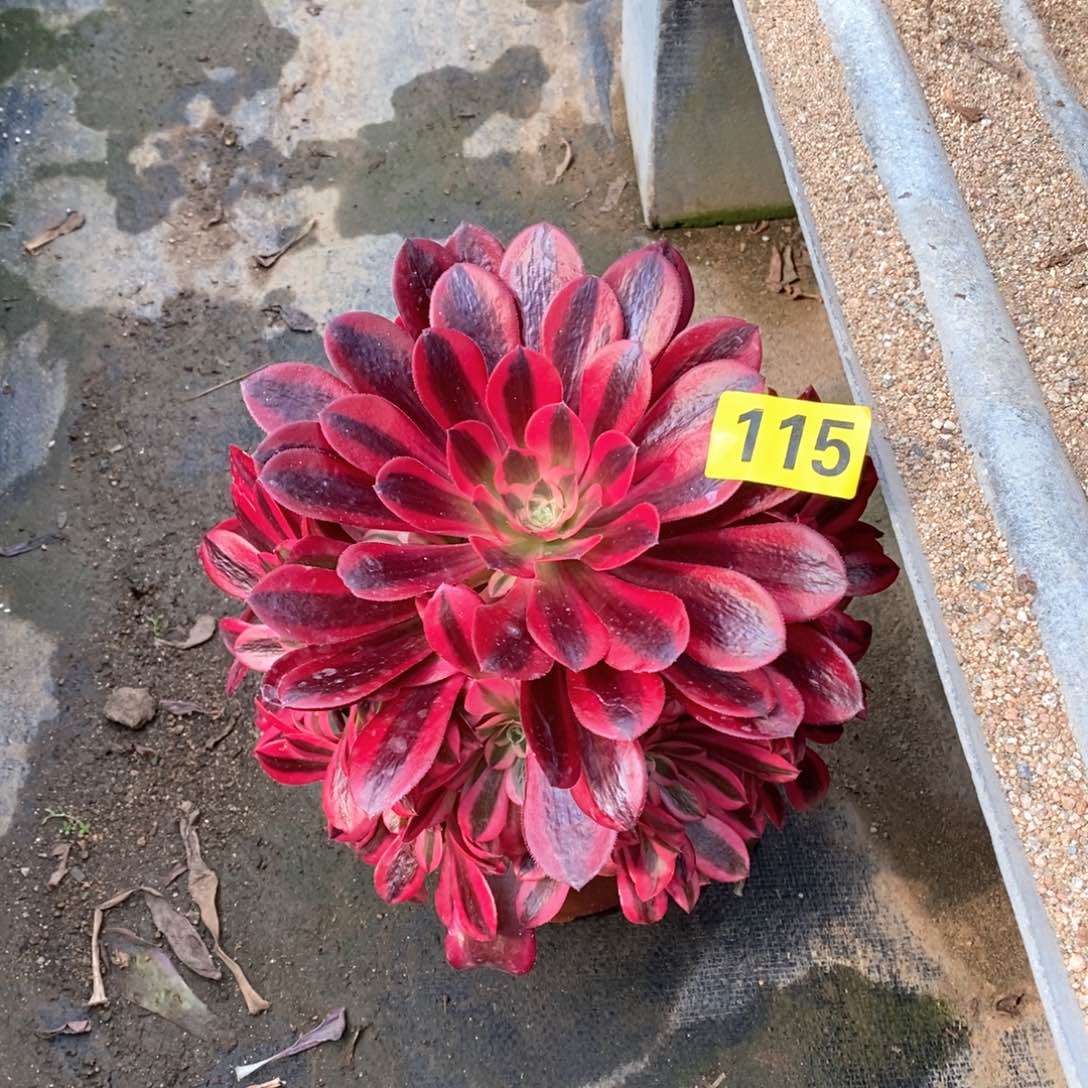 美杜莎多肉法师115