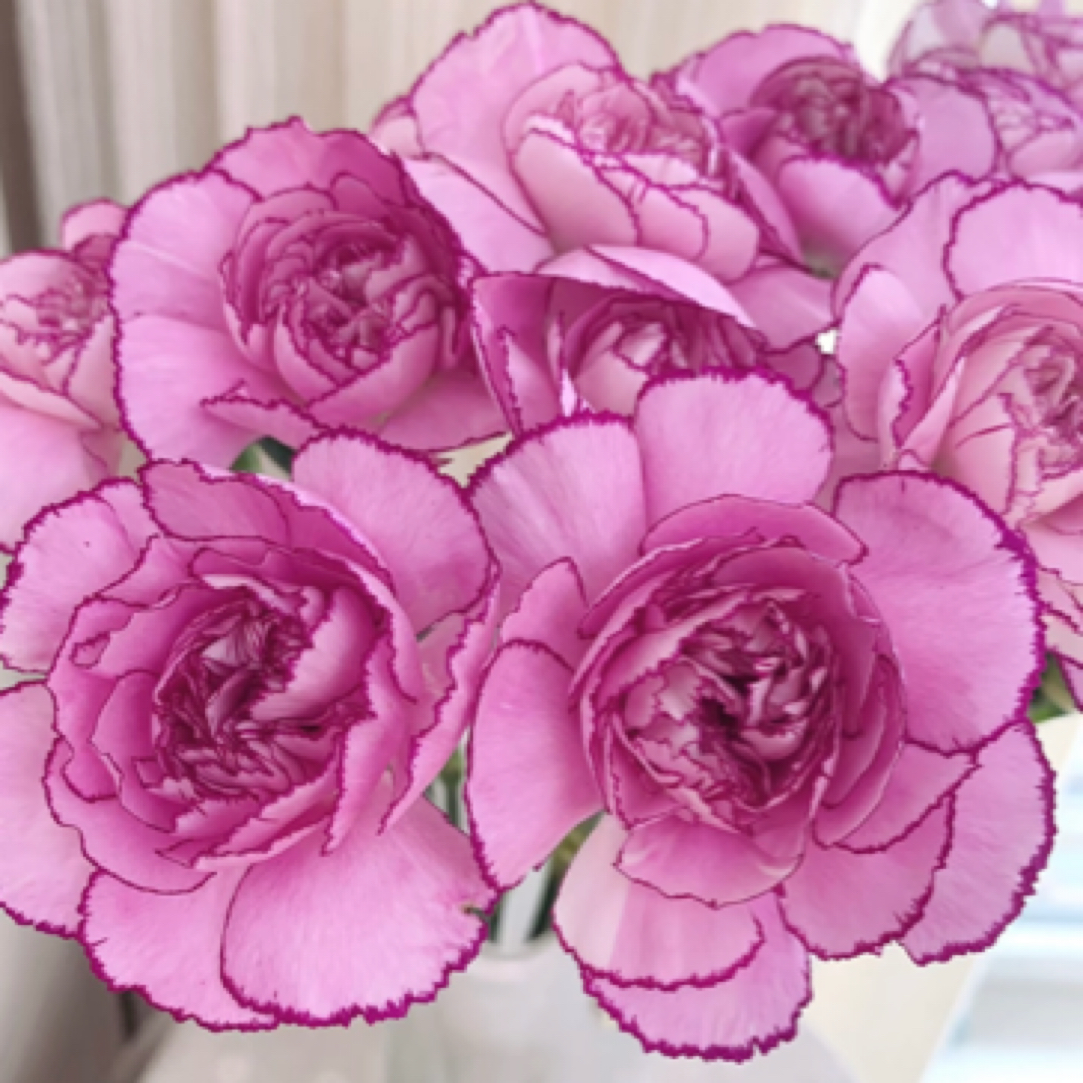 紫霞仙子高级复色单头康乃馨20支昆明鲜花直供