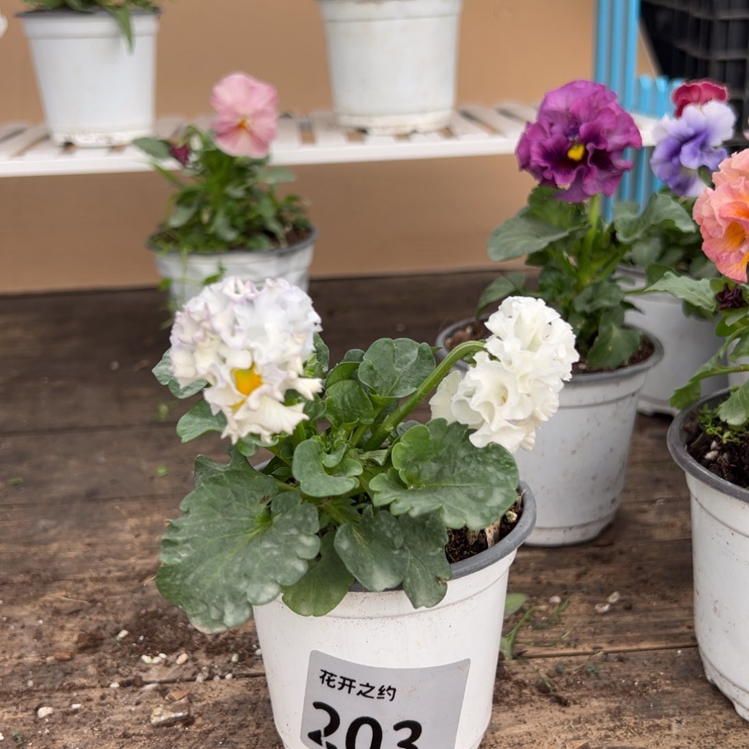 【闪购商品】完全开放203号