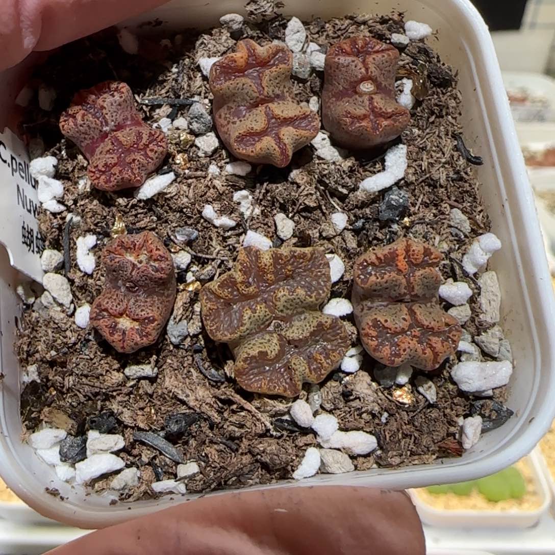 肉锥多肉植物百科-蝴蝶一盆1413