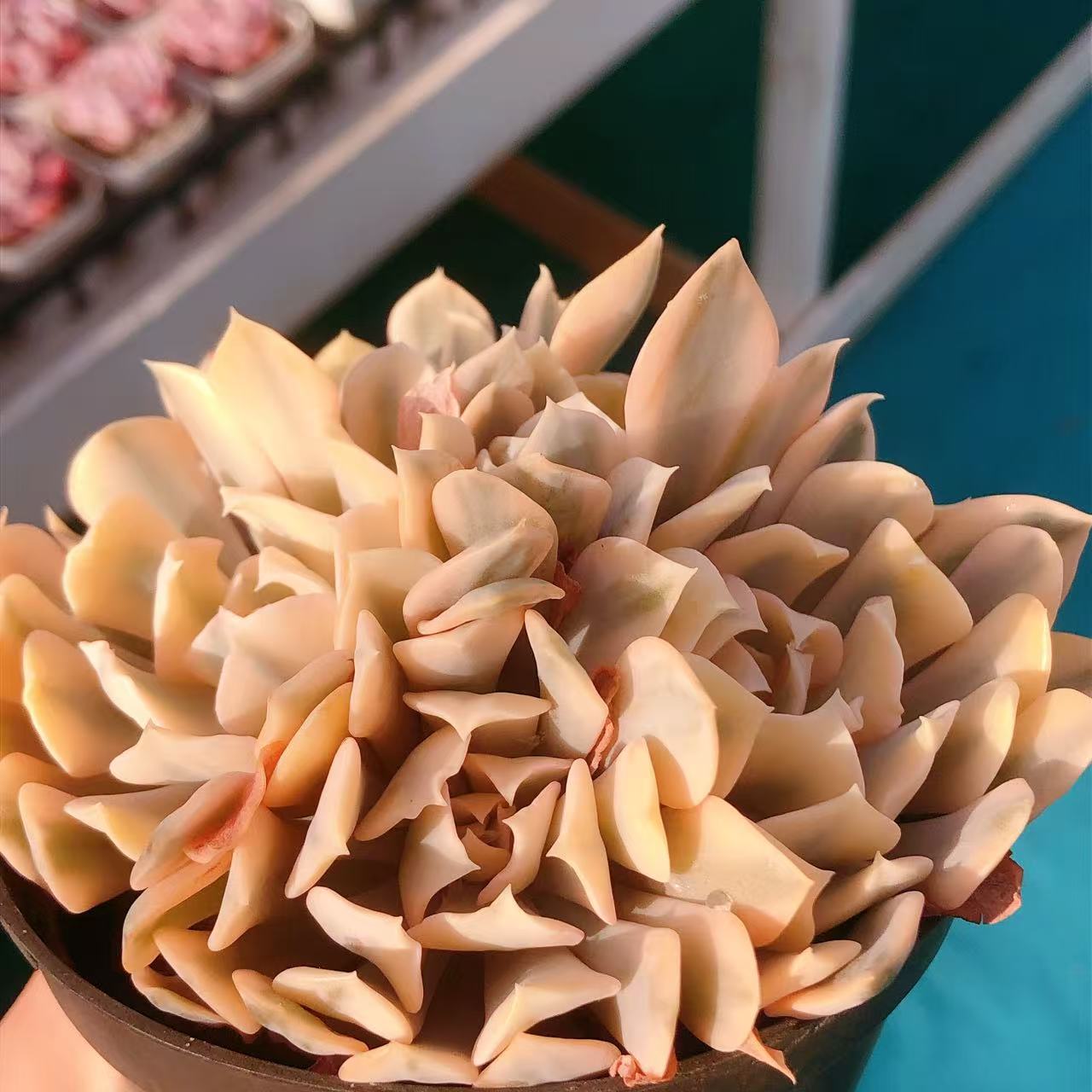 多肉植物   群生利比里亚锦一颗（叶展8左右）满28包邮除偏远