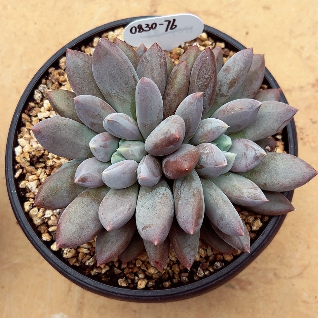 0830-76焦糖哥特萝莉