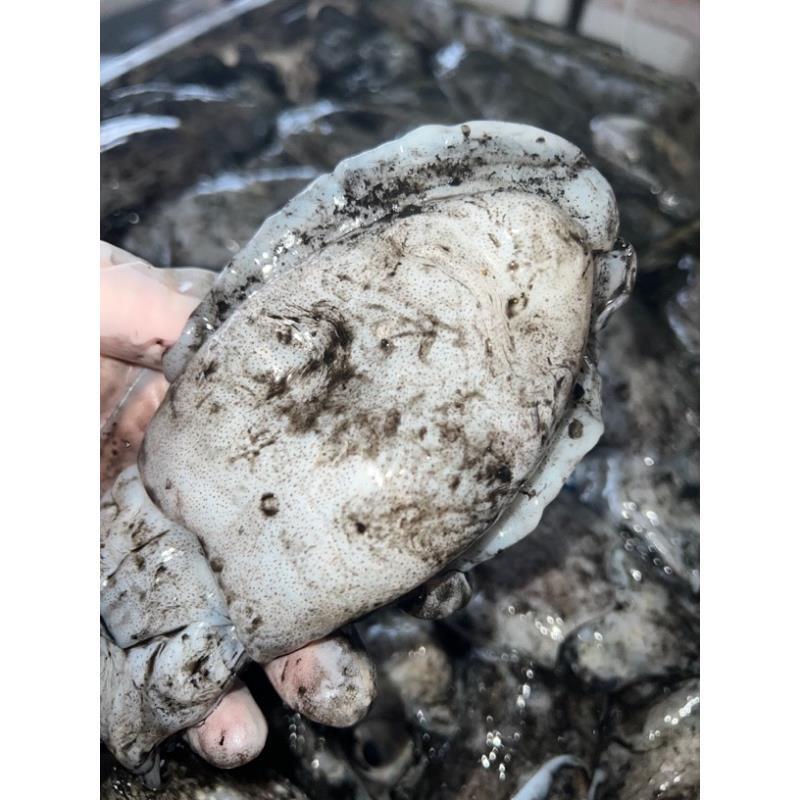 【小阿周】（嫌小不要拍）正宗圆屁股乌贼墨鱼5-7只/斤 3斤送1斤