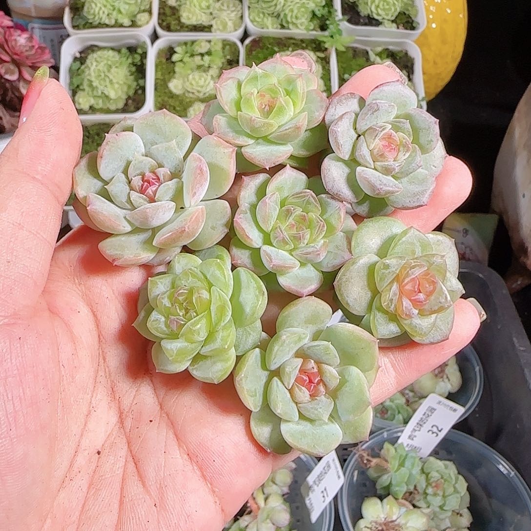 0808---36糖心珍妮