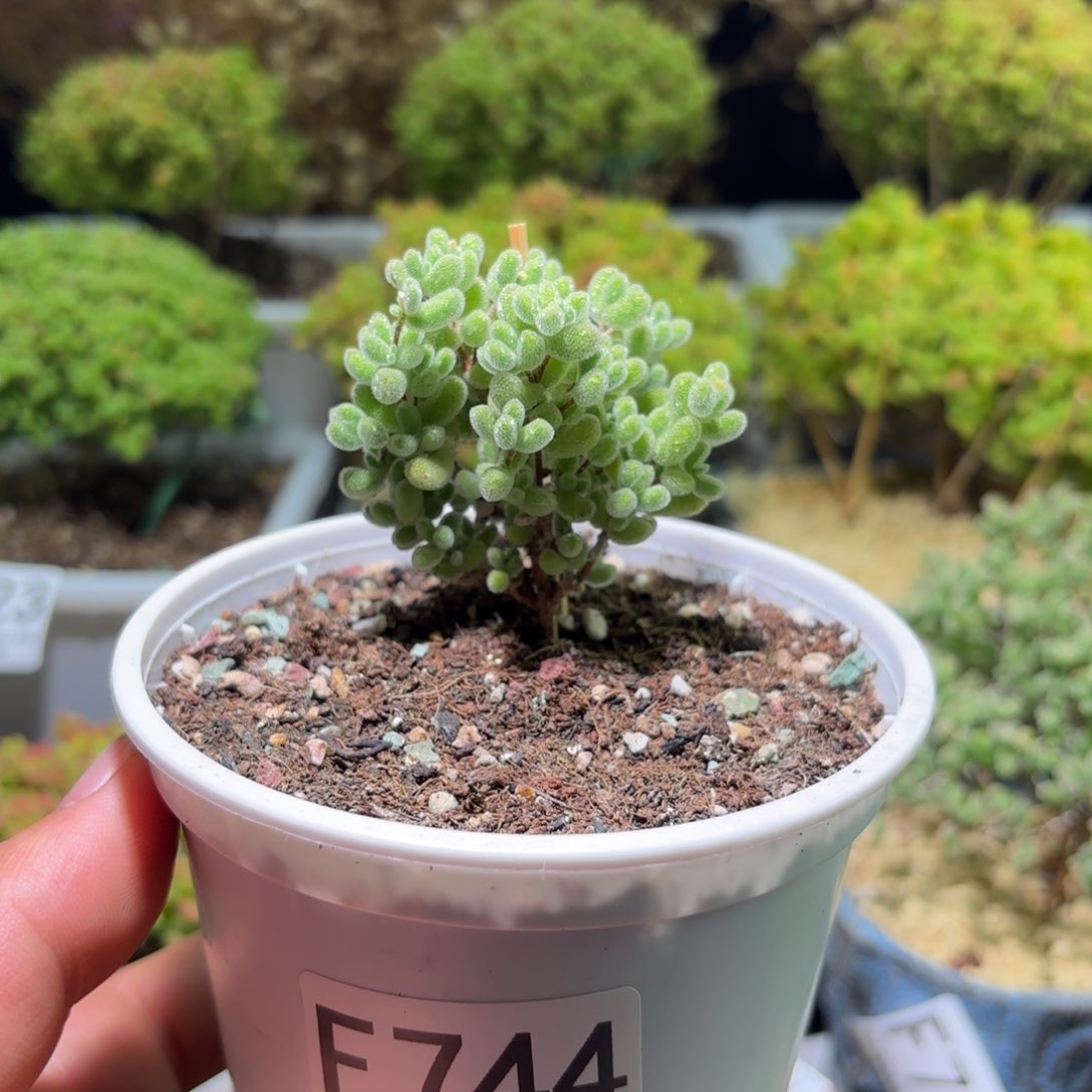 枝干番杏奶油色冰晶F744