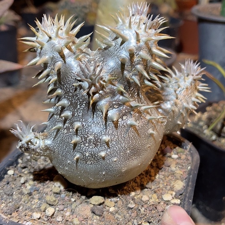 满38包邮2天凑单，脱土晾根发货多肉植物