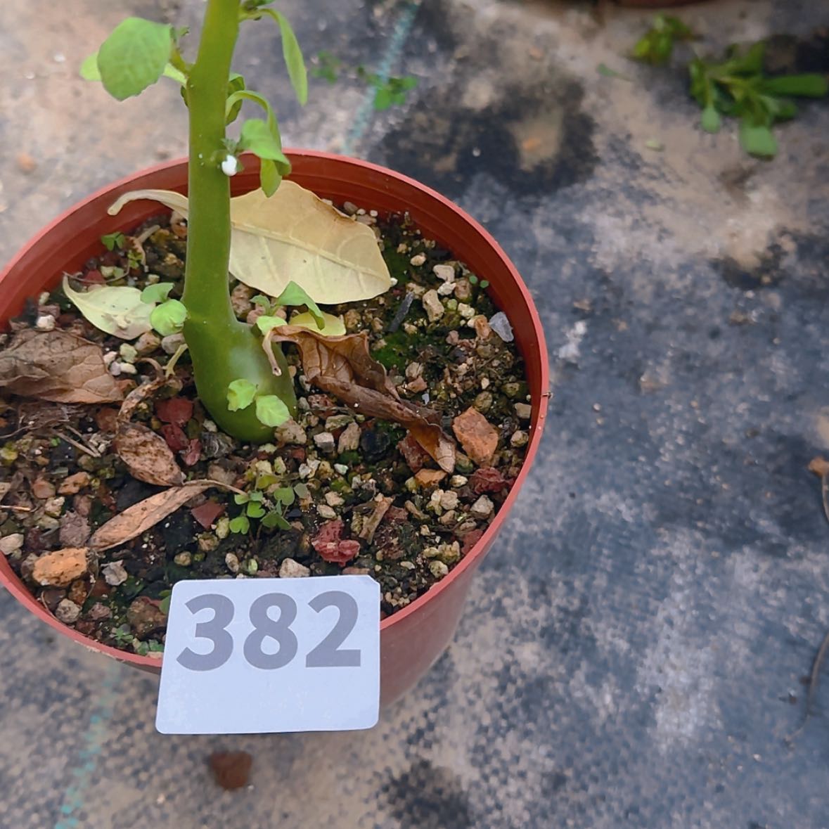 【闪购商品】小*白块根植物