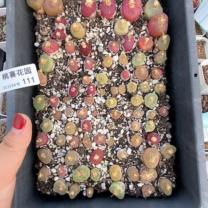 桃喜花园0204-111毛