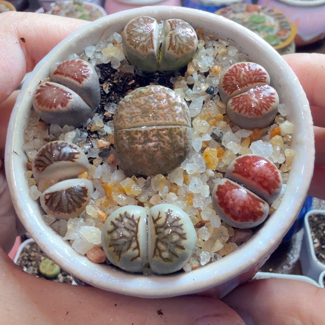 多肉植物和植物区系等692