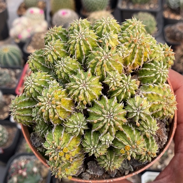 【闪购商品】564丰收大戟