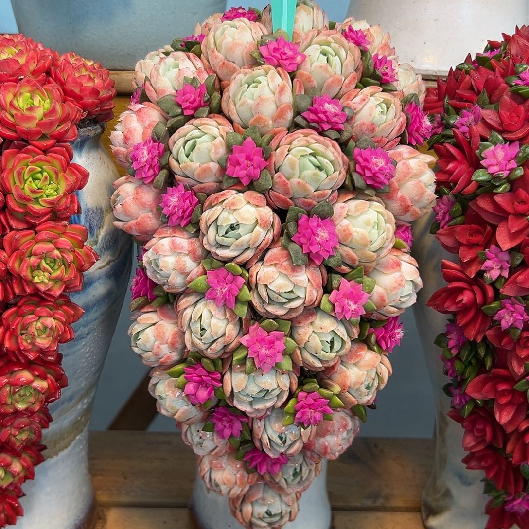 041香水贝瑞多肉组合