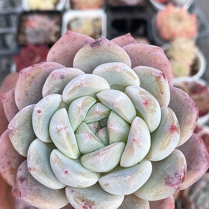 多肉植物一物一拍0139