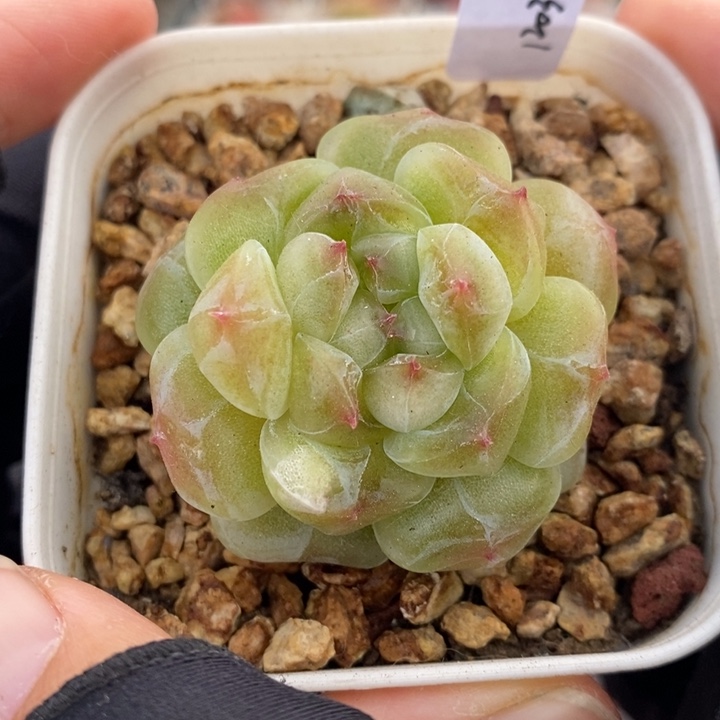 1203-515，黄心魄多肉