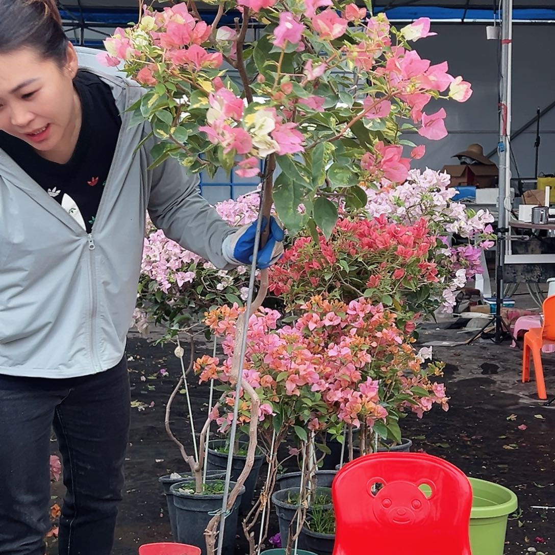 大部分花苞少量开放M28金心橙白