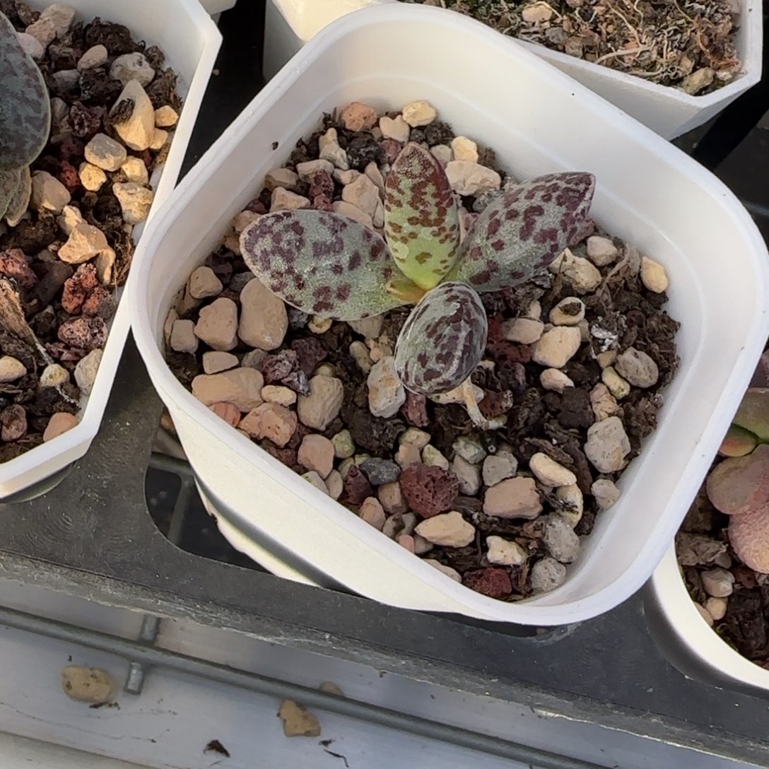 •***花棒子水泡多肉植物