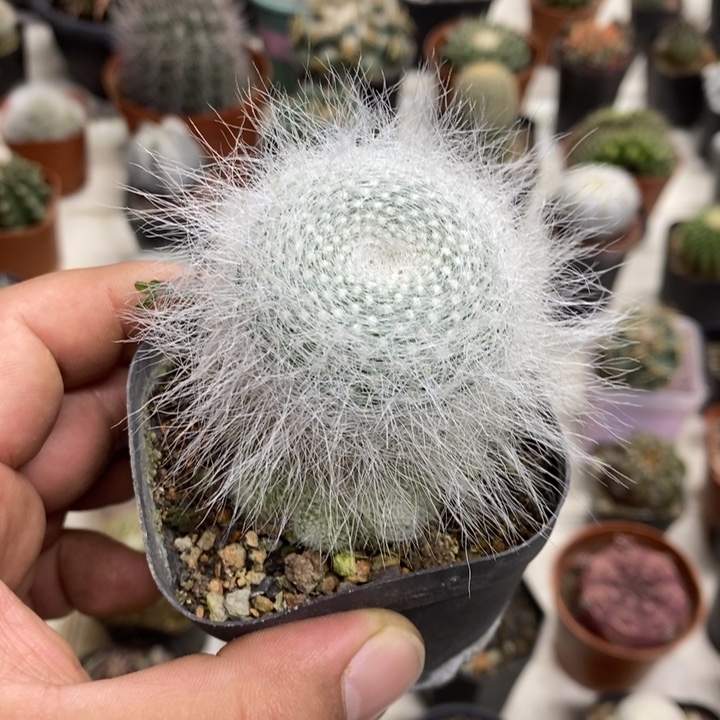 雪原玉翁特价福利