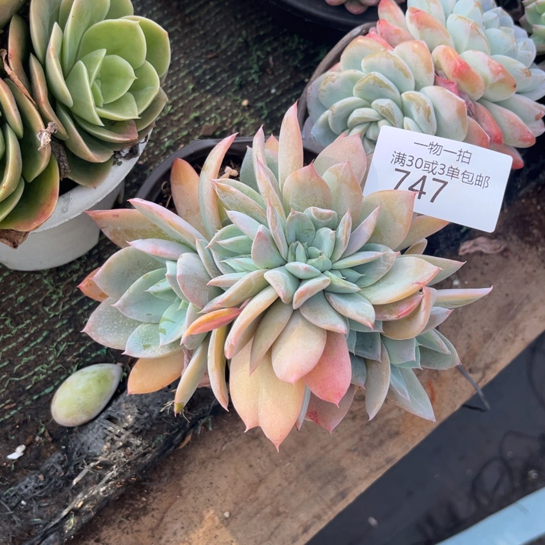 747丽莎花园缀多肉植物