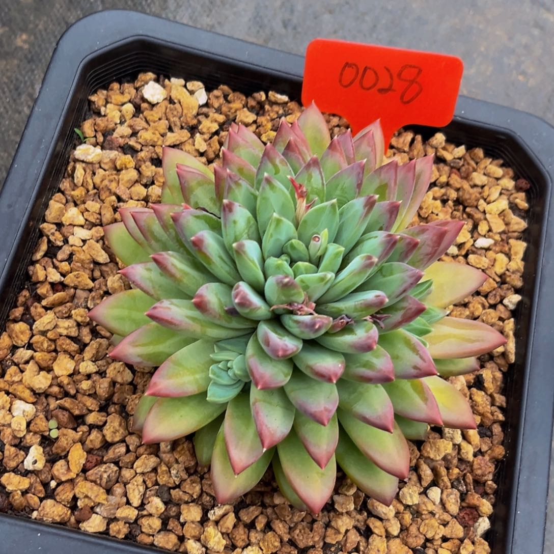 0028下午多肉植物群生