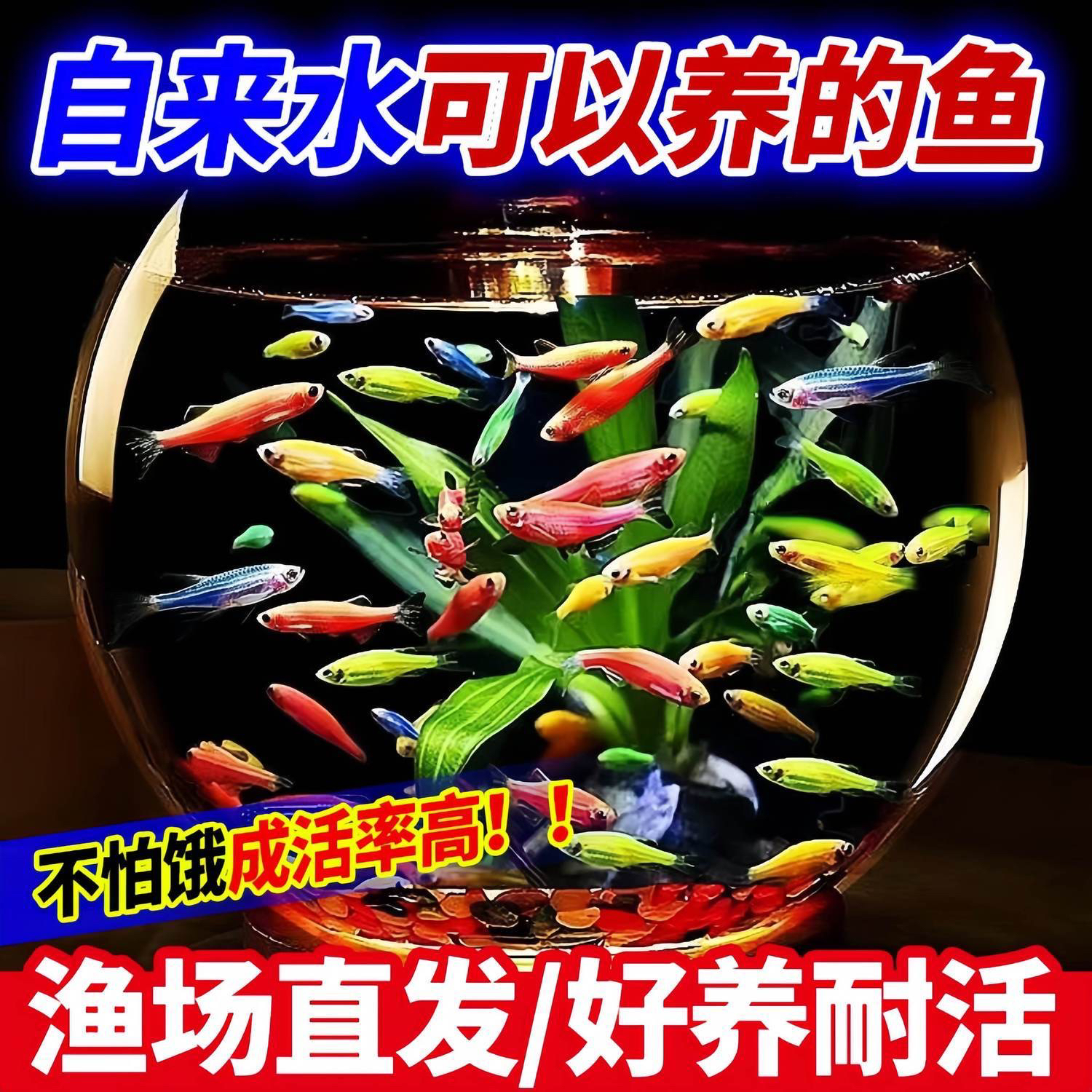 特价斑马鱼小型观赏鱼淡水鱼热带鱼耐活好养灯科鱼练手鱼七彩斑马