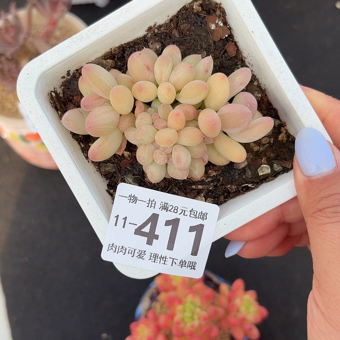 三日月美人缀无盆土发货