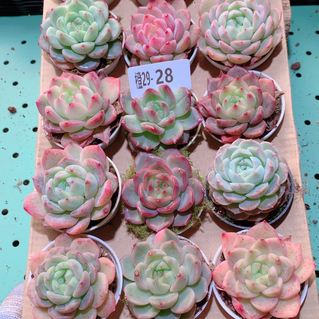 29-28一物一拍多肉带盆18颗