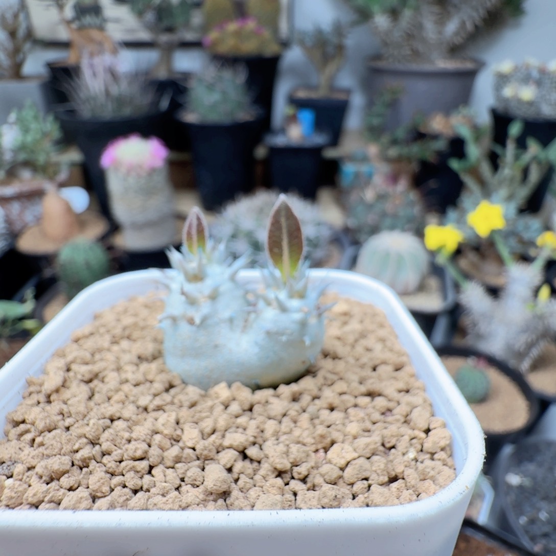 397惠必须笑带盆发货