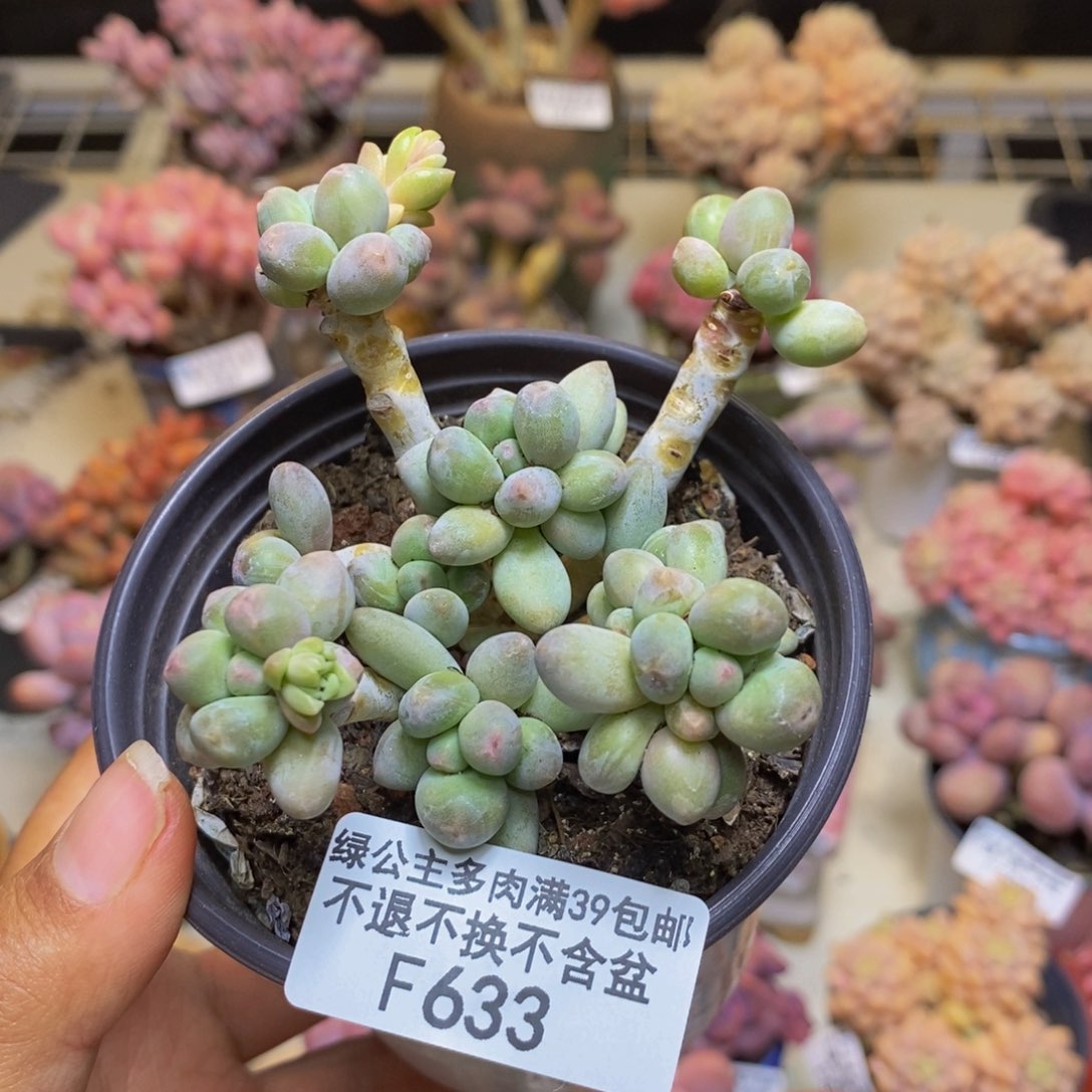 633苹果奶多肉5c m