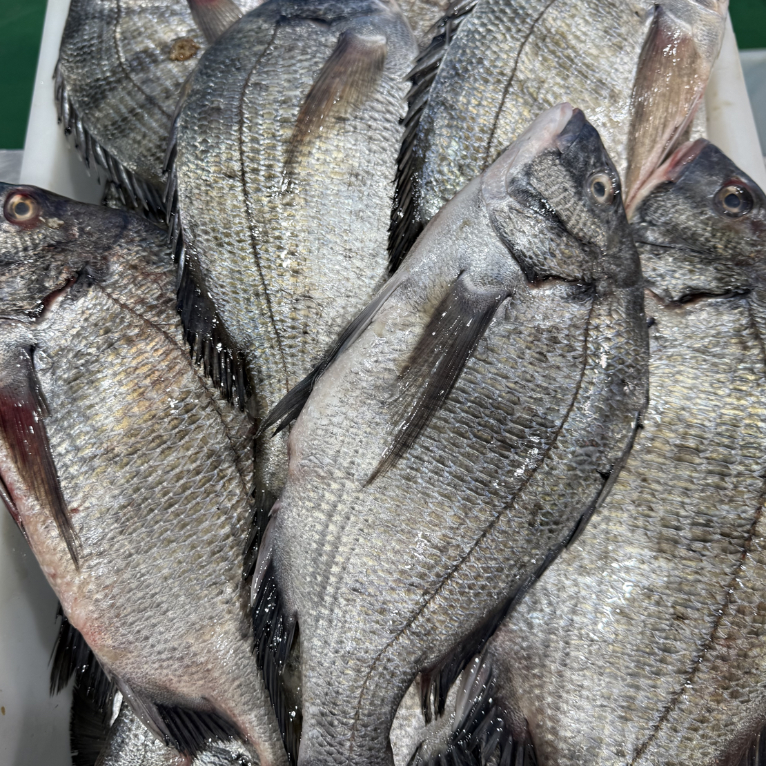 大连发货 野生加吉鱼 4斤