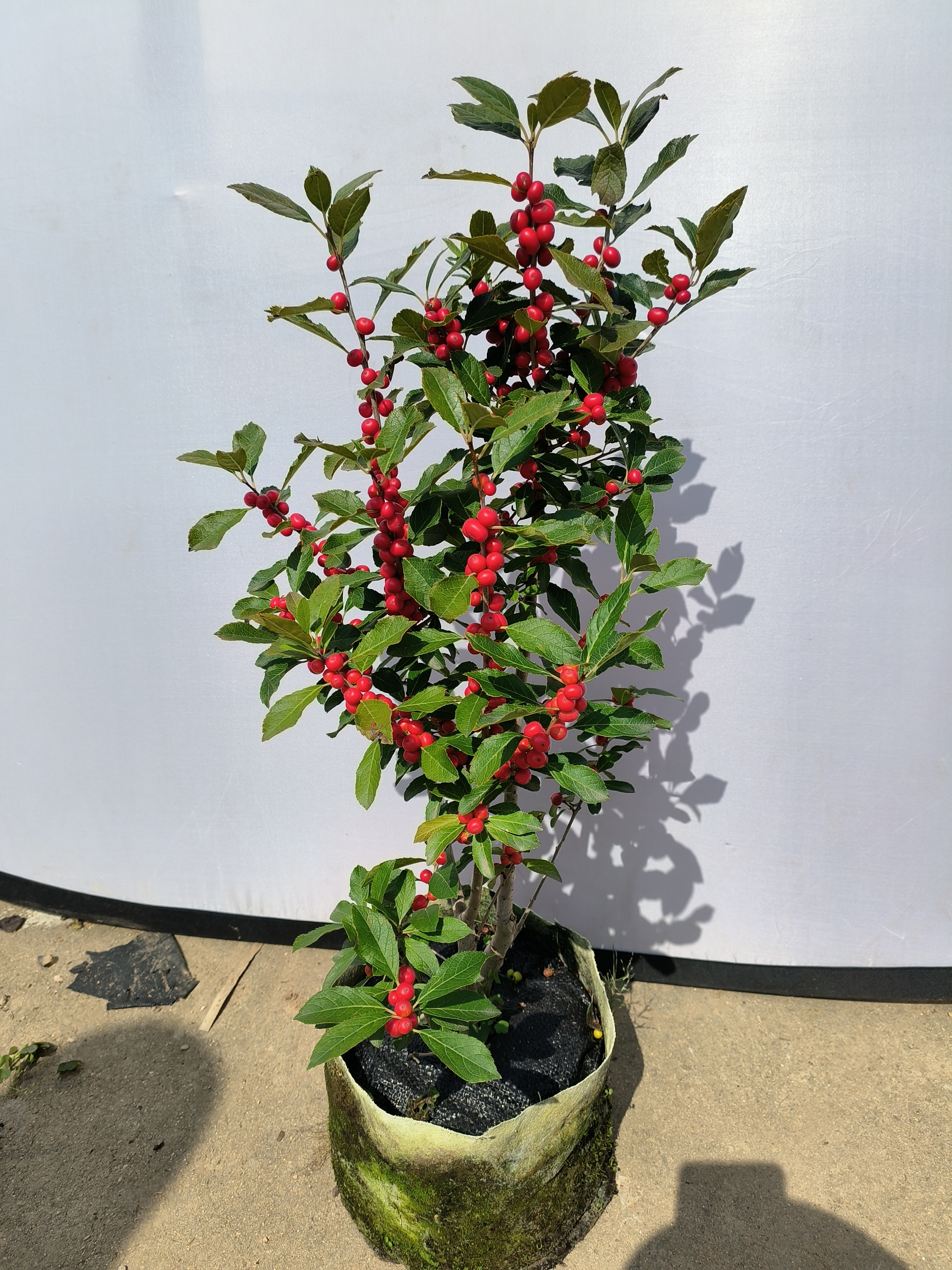 北美冬青母树开花挂红果挂果时间长观果盆栽喜庆红果花卉植物