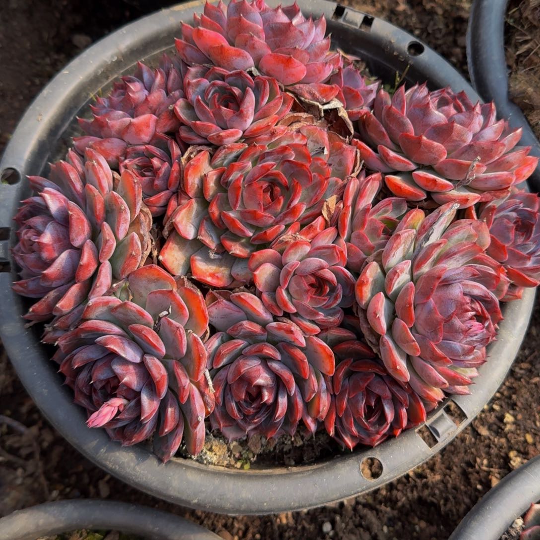 水***蓝26-4杂交多肉植物