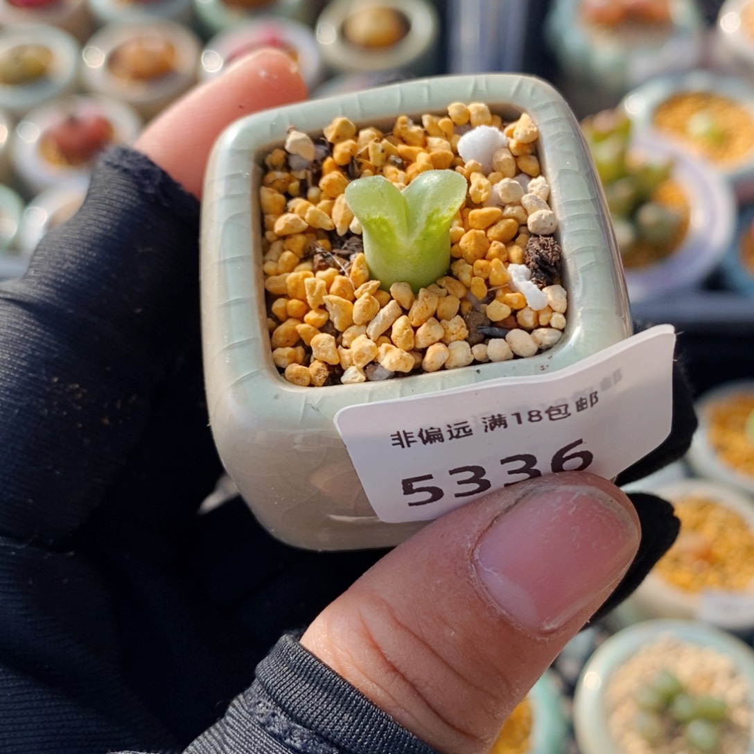 5336--一物一拍 带盆