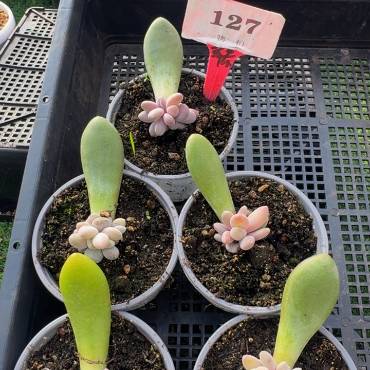 卖***管127多肉植物一物一拍