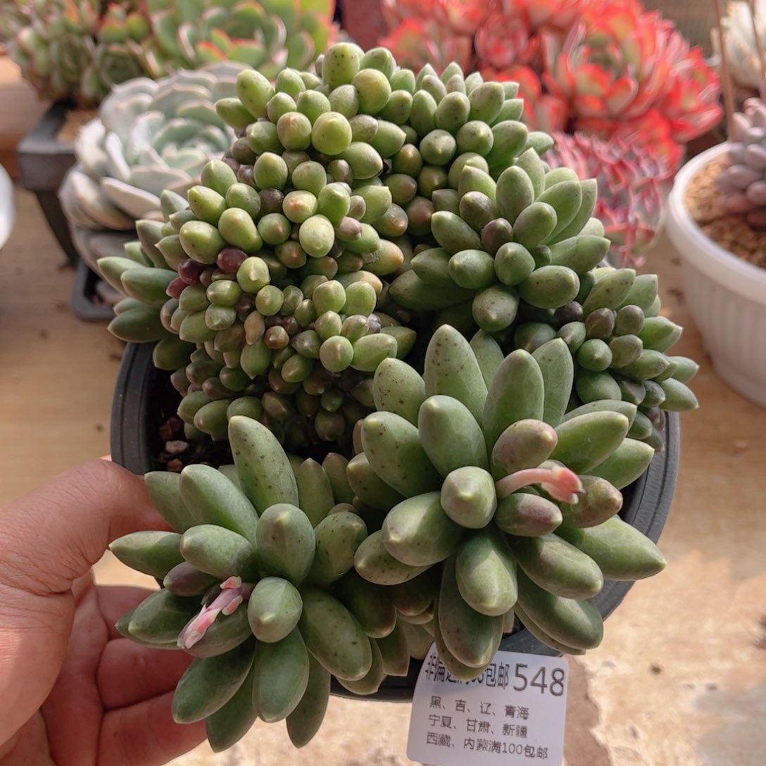 548千代田缀德华多肉