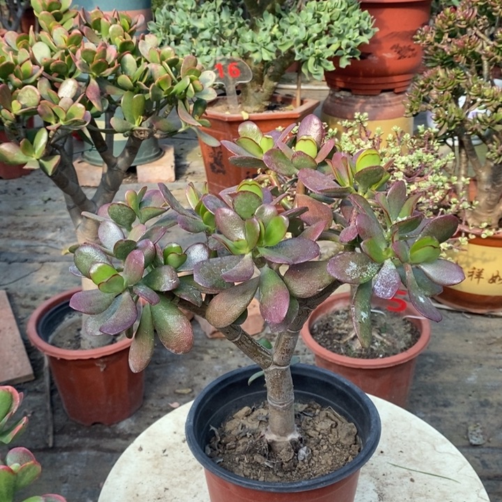 安***红韩国紫叶一物一拍