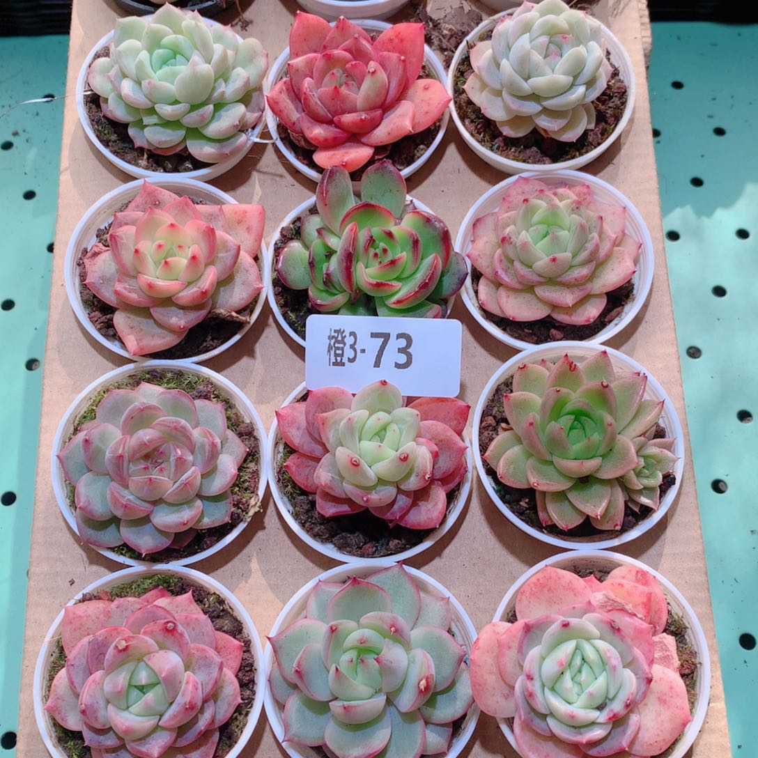 3-73一物一拍多肉带盆18颗