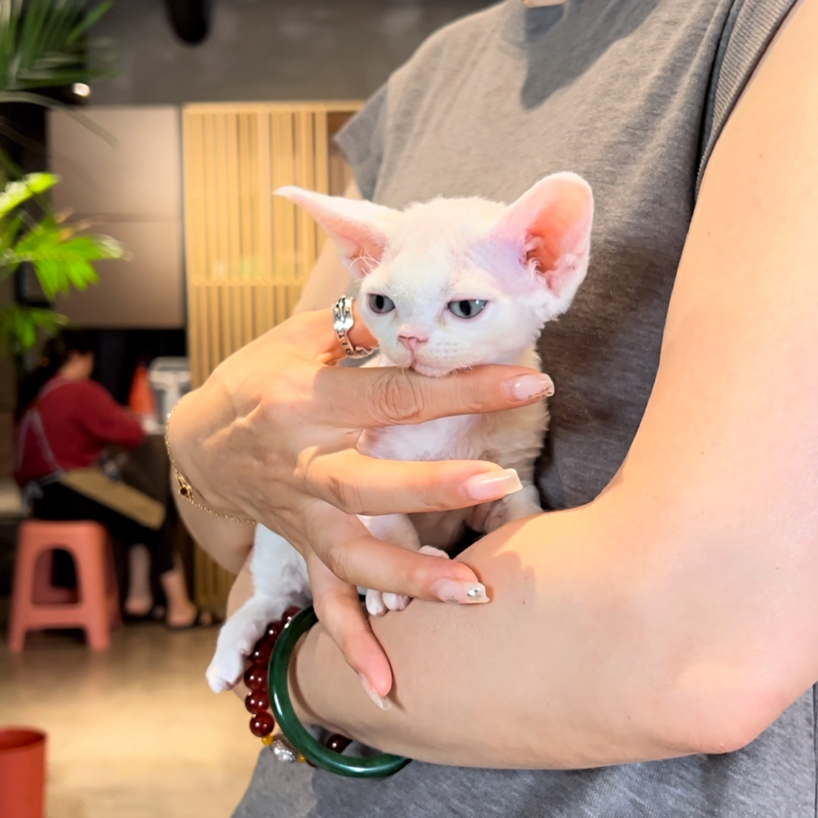 东哥德文全国连锁弟弟7.1日出生纯白的男孩德文卷毛猫活体