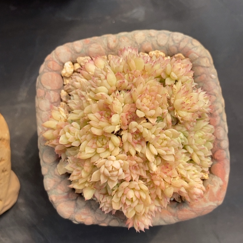 【闪购商品】麦秆群