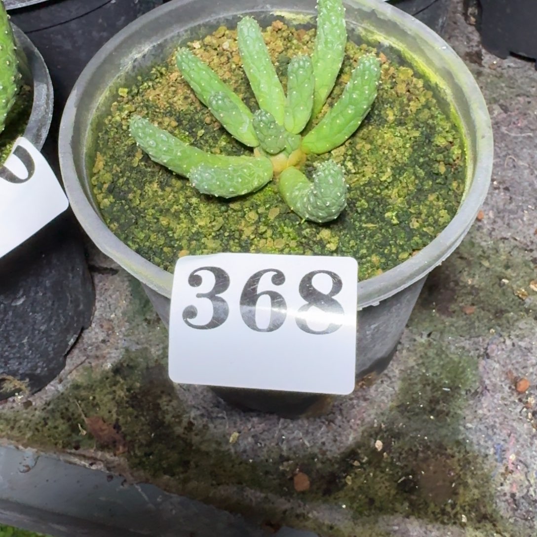 阎魔大戟多肉植物