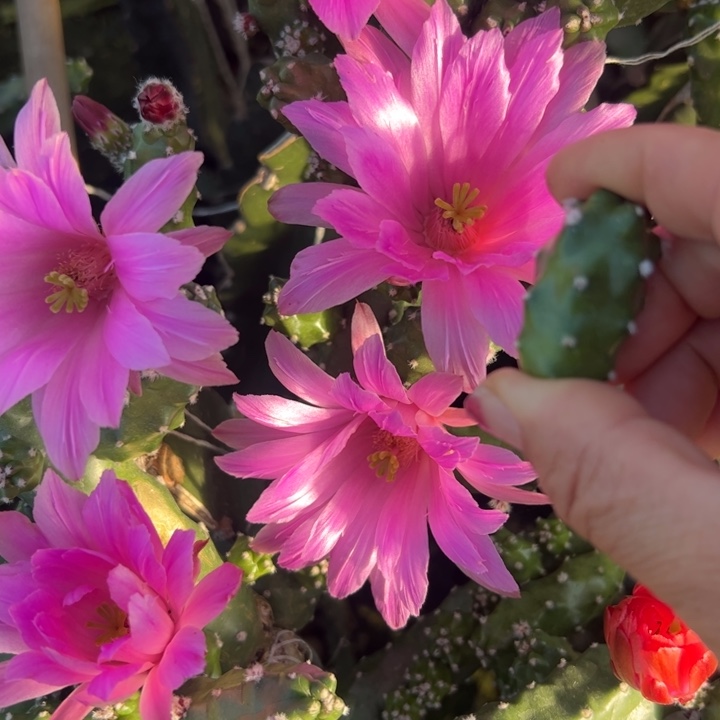 2粉色水仙软无根侧芽3公分左右20baoyou