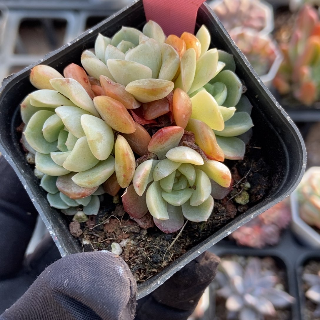 350容晶多肉植物多肉