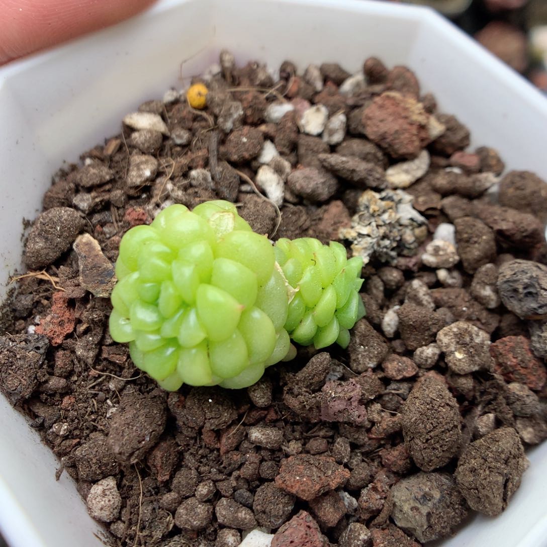 R10，20包邮两天凑单偏远不发货