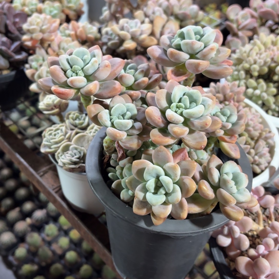 红洛神多肉13㎝盆特价