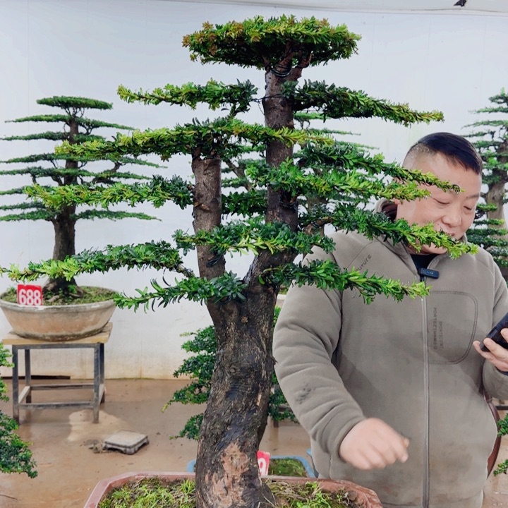 无花朵盆景园林……