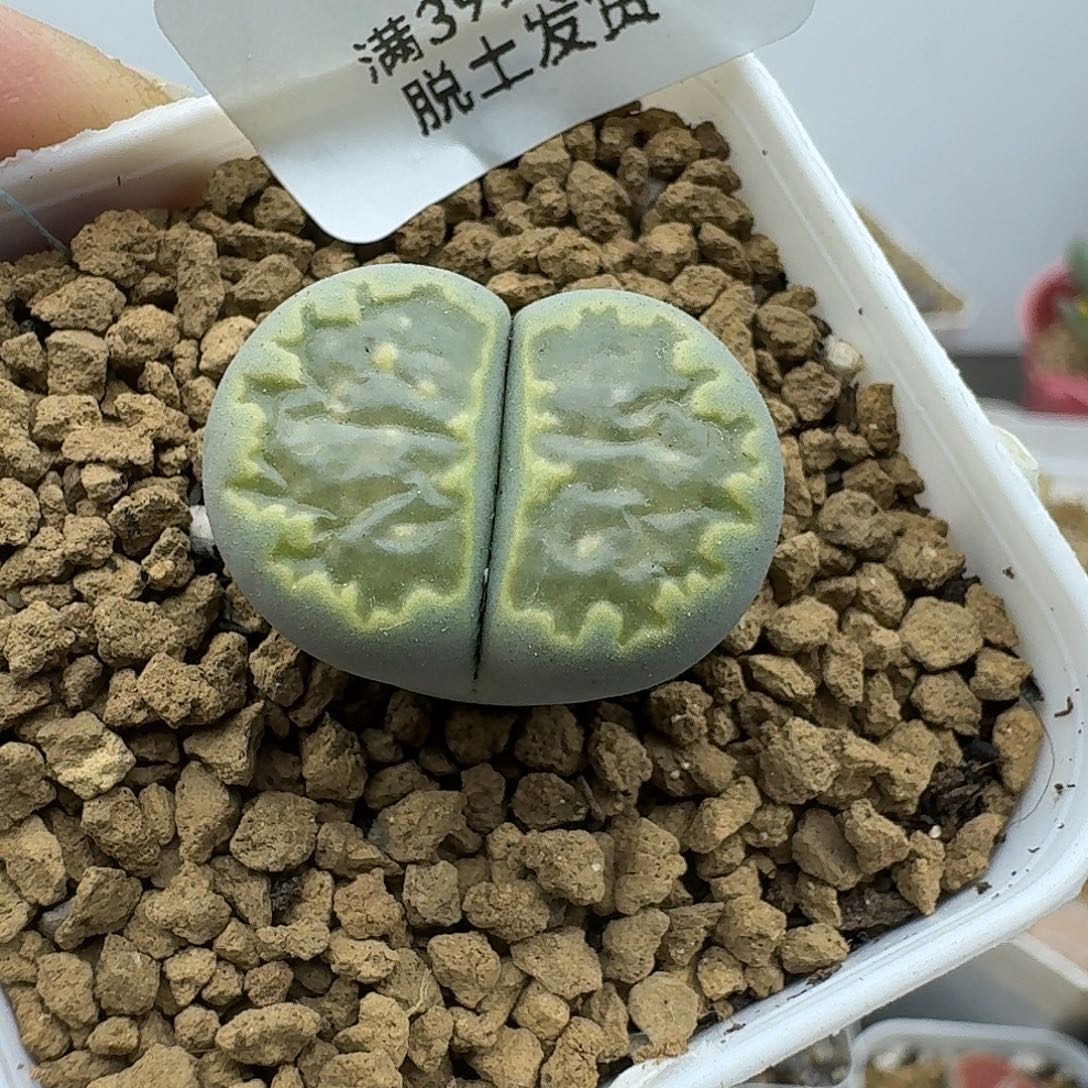 859多肉哈哈哈哈哈哈哈哈哈